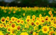 Image result for Yellow iPhone Background Summer