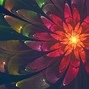 Image result for Pretty Flower Desktop Backgrounds
