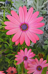 Image result for Local Flowers of Jharkhand