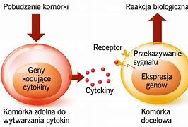 Image result for cytotoksyczność_zależna_od_przeciwciał