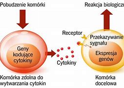Image result for cytotoksyczność_zależna_od_przeciwciał