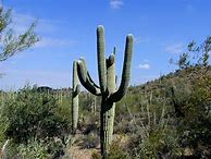Image result for Largest Saguaro Cactus