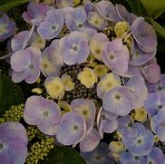 Bildergebnis für Hydrangea macrophylla Blauling