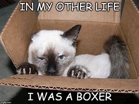 Image result for Meme of Foldable Box Cat