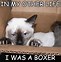 Image result for Cat Looking Inside Box Meme