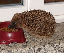 Image result for Hedgehog Food NR YO51 9LP