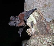 Image result for White-Winged Dog-Like Bat