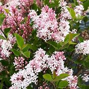 Image result for Syringa Flowerfesta White