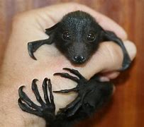 Image result for Cute Baby Bats