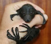 Image result for Cute Baby Animals Bat