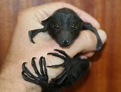 Image result for Super Cute Baby Bats