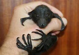 Image result for Moodle Bat Picture