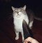 Image result for Cursed Cat Shadow Meme