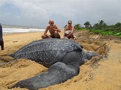Image result for What Is the Largest Sea Turtle