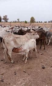 Image result for Kenya cattle rustlers
