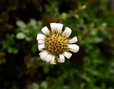 Image result for Celmisia bellidioides
