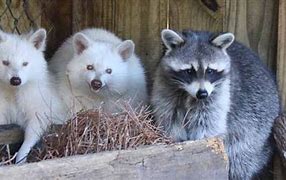 Image result for Rare Albino Raccoon