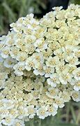 Image result for Achillea Alabaster