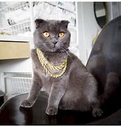 Image result for Gold Chins On Cat