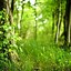 Image result for Kindle Fire HD 10 Forest Wallpaper