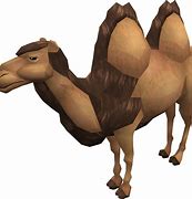 Image result for Camel Cricket Infestation