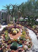 Image result for Cacti Landscaping