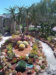 Image result for Cactus Garden Landscaping