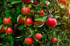 Image result for Garden with Fruit Trees