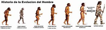 Image result for EVOLUCION De Los Humanos