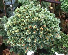 Image result for Picea glauca Echiniformis