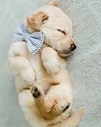 Image result for A Picture of the Cutest Puppy Ever