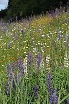 Image result for Minnesota Wildflowers