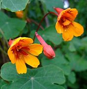 Image result for Tropaeolum ciliatum