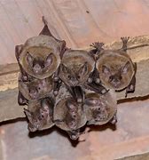 Image result for Bats in the Attic How to Get Rid of Them