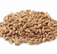 Image result for Wheat Thicks Meme