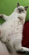 Image result for Funny Cat