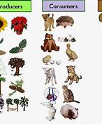 Image result for What Animals Eat the C Adamanteus