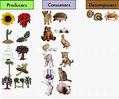 Image result for What Are Organisms