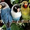 Image result for Animal Background Pictures