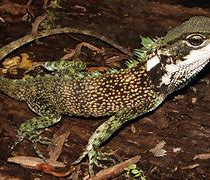 Image result for New Lizard Species