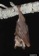 Image result for Albino Fruit Bat