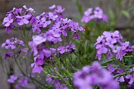 Image result for Hesperis matronalis