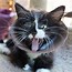 Image result for Sassy Cat Funny