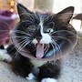 Image result for What Heck Cat Meme