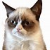 Image result for Cat Meme Banner