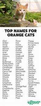 Image result for Orange Cat Names