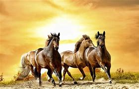 Image result for Running Horse HD