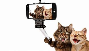 Image result for Cat Selfie with Balt Meme
