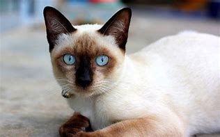 Image result for White Cat with Brown Face