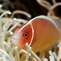 Image result for Facts About Clownfish